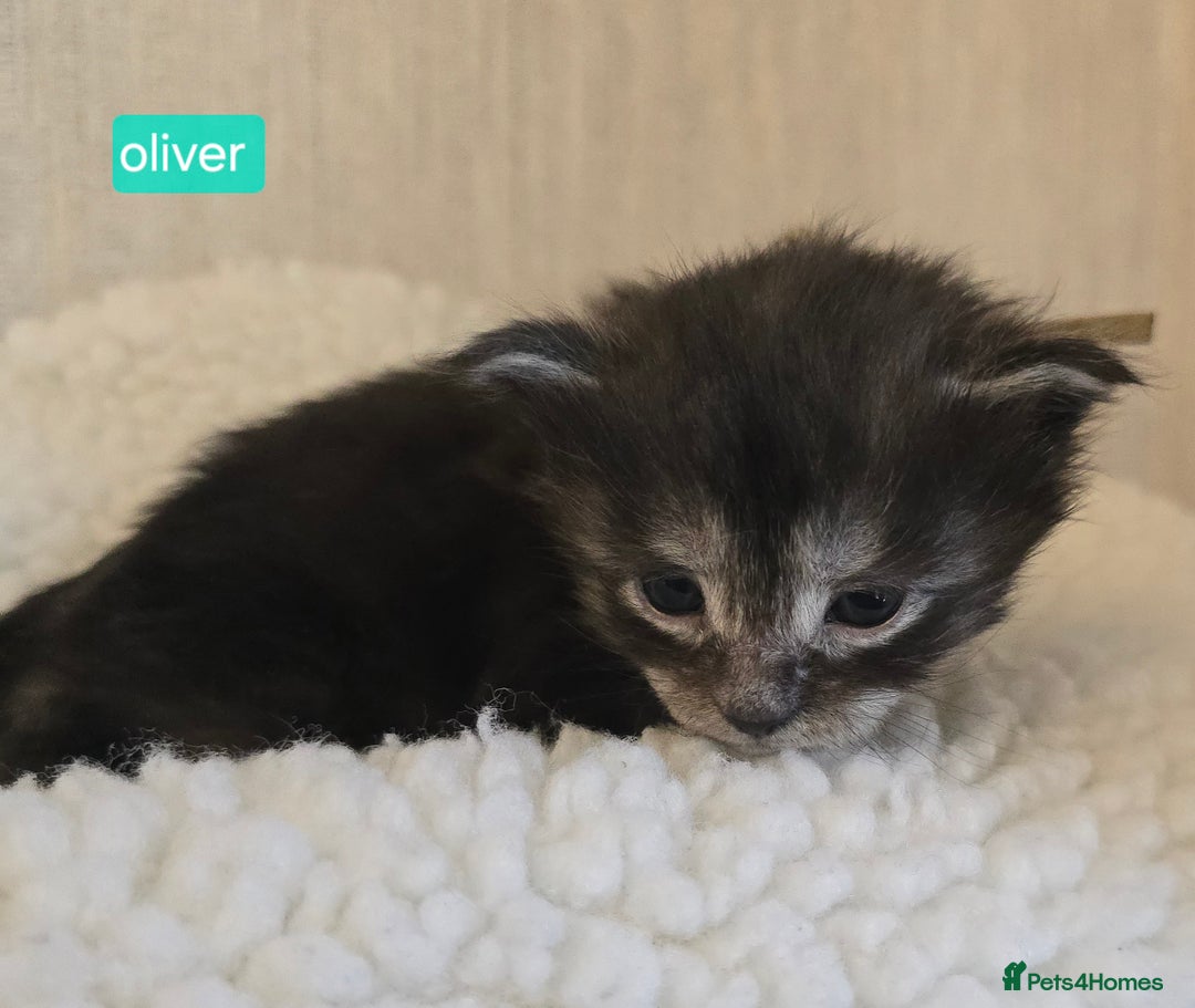 Maine Coon cats for sale: Maine Coon Kittens Smokes Large Russian Lines - Image 27