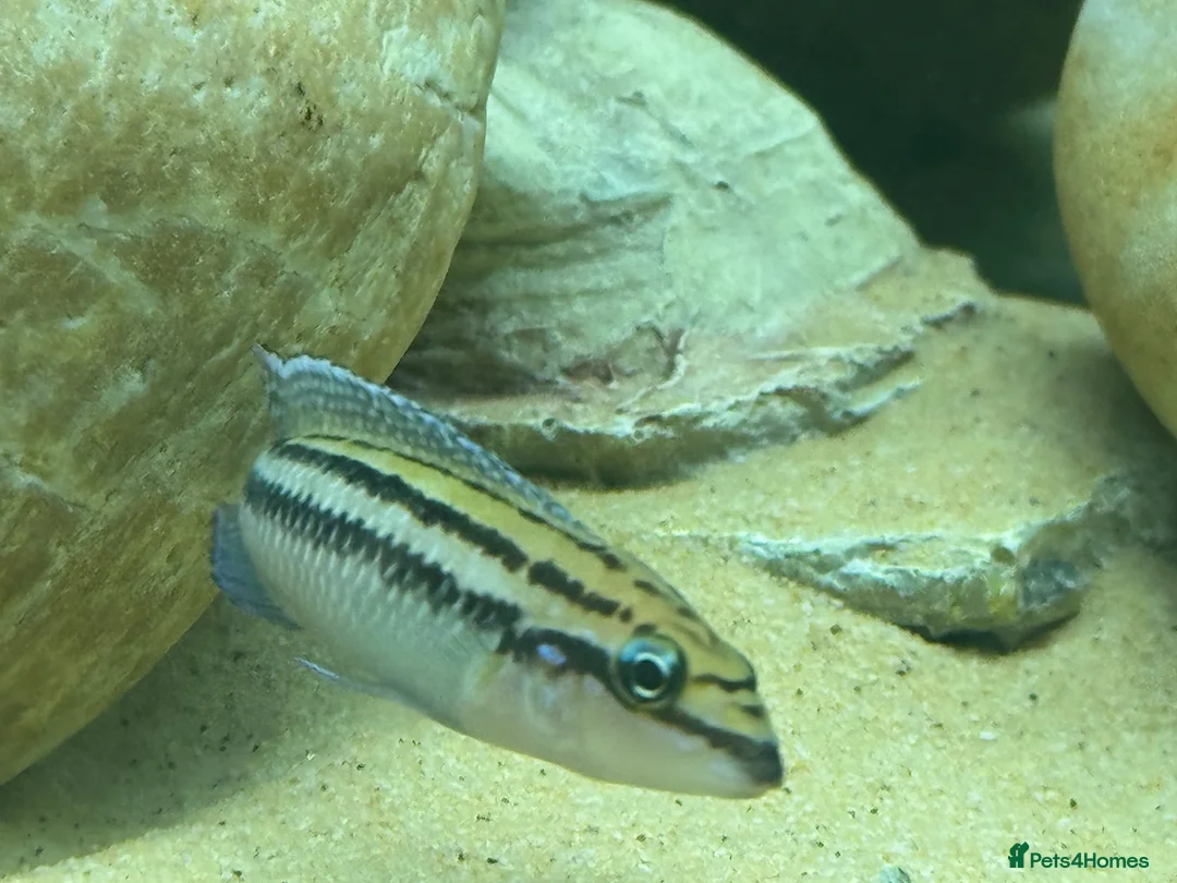 Cichlids fish for sale: Julidochromis Dickfeldi - Lake Tanganyika cichlid - Advert 2