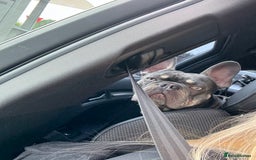 French Bulldog dogs for sale: Male and female french bull dogs  - Advert 4