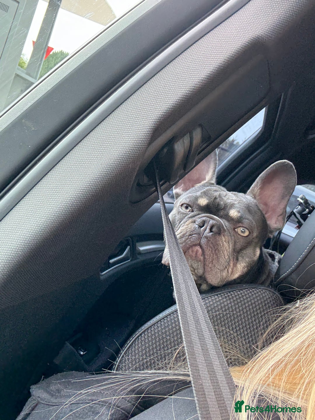 French Bulldog dogs for sale: Male and female french bull dogs  - Advert 4