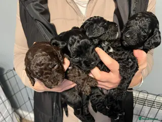 Cockapoo dogs Cockapoo puppies - Advert 2