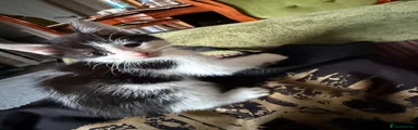 Mixed Breed 1