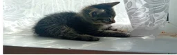 Domestic Shorthair cats for sale: Male 8 week Kitten - Advert 5