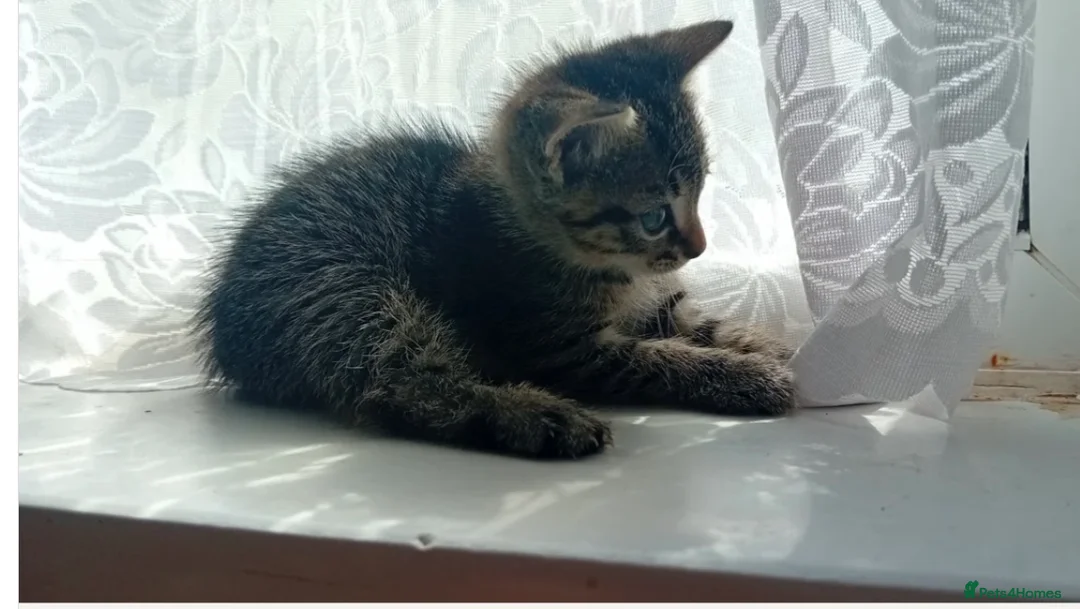 Domestic Shorthair cats for sale: Male 8 week Kitten - Advert 5