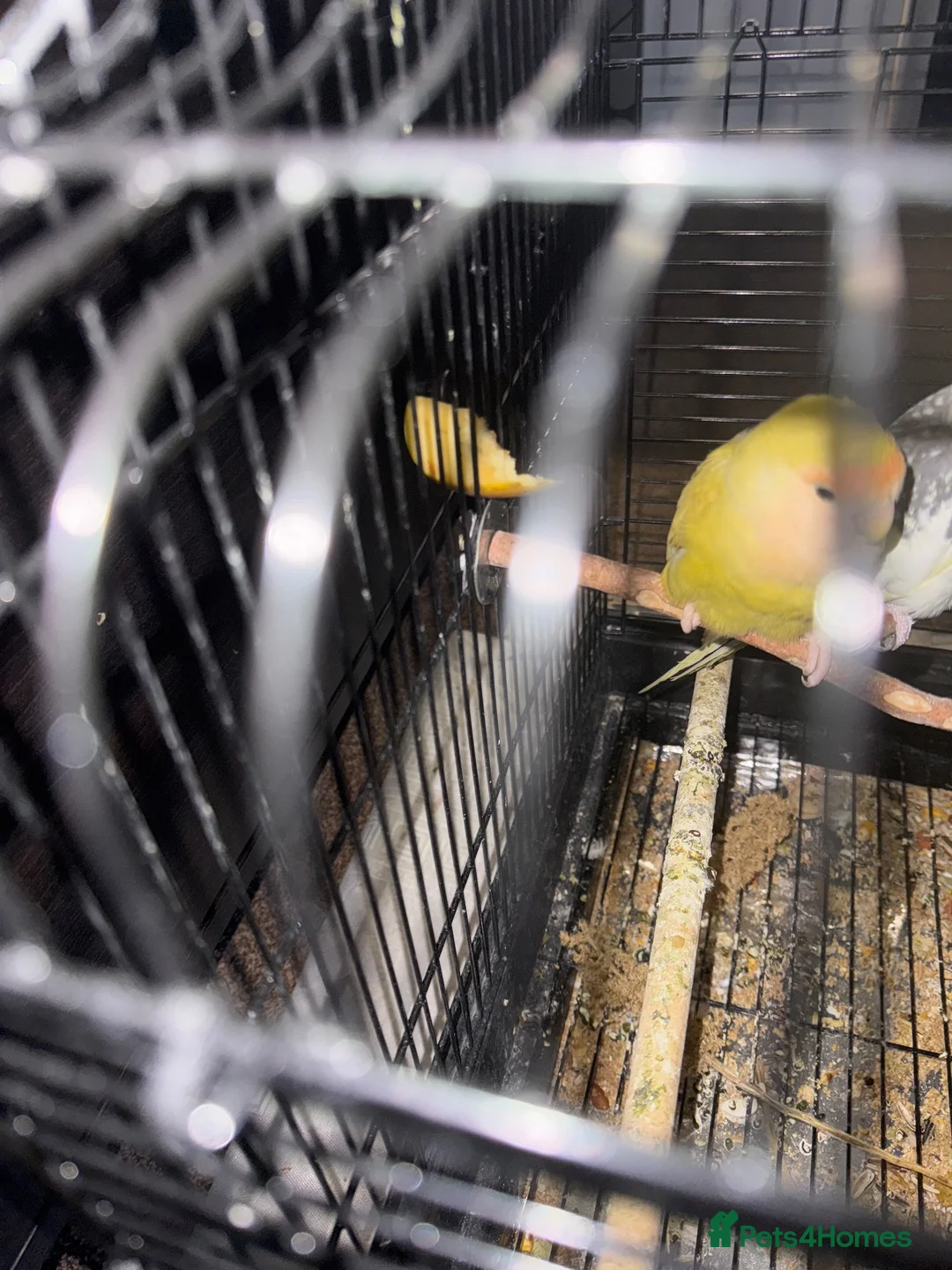 Lovebirds birds for sale: Beautiful lovebird - Advert 2