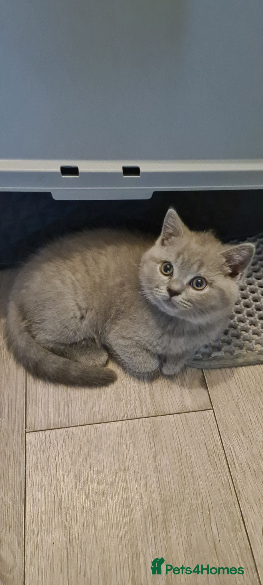 British Shorthair cats  *READY NOW* Last boy-British-shorthair kittens  - Advert 18