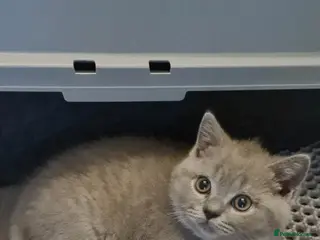 British Shorthair cats *READY NOW* Last boy-British-shorthair kittens - Advert 18