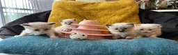 Ragdoll cats for sale: Pure ragdoll kittens sake London - Advert 6