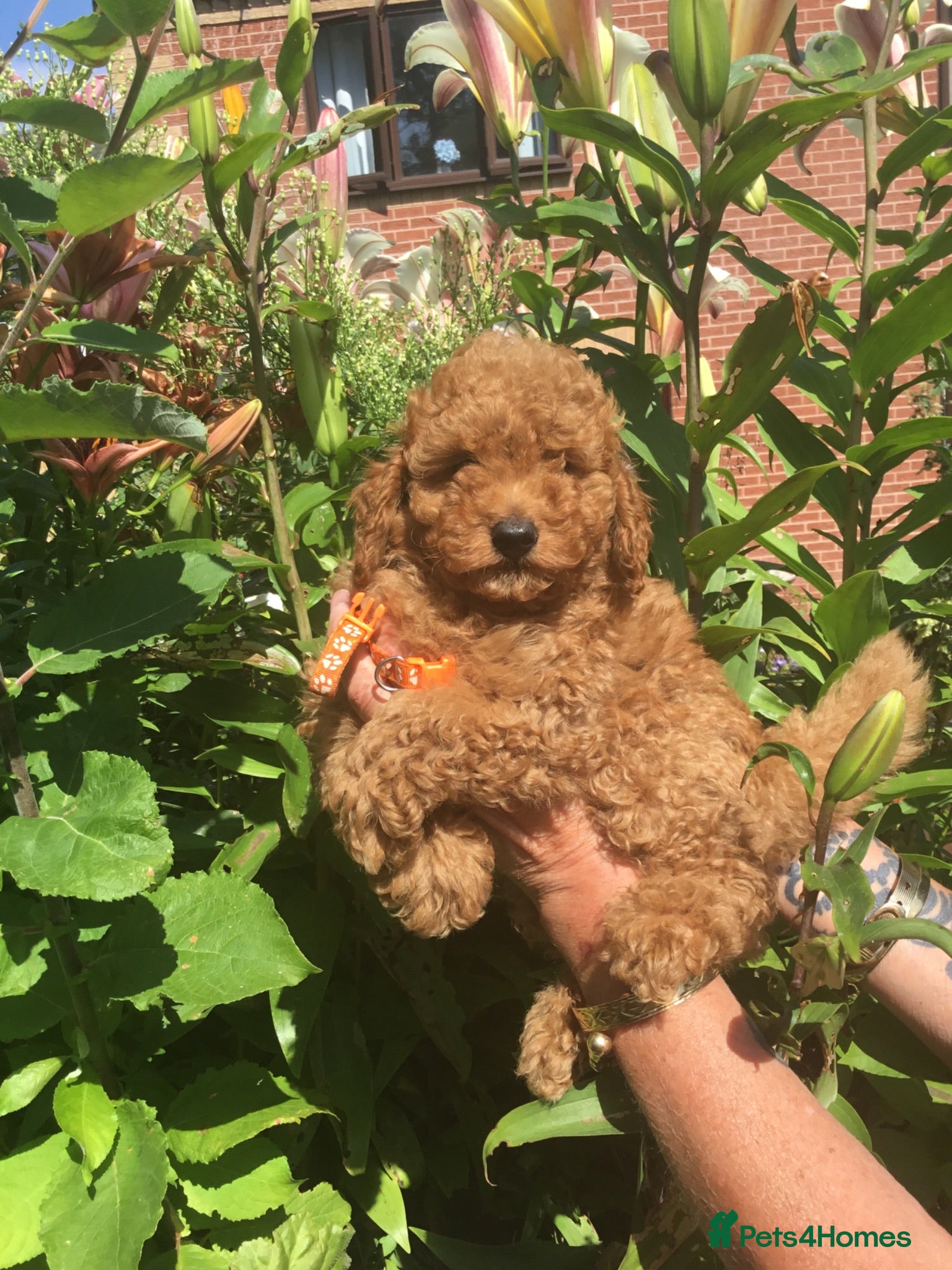Toy Poodle dogs Adorable Pedigree Red Toy Poodles - Advert 1