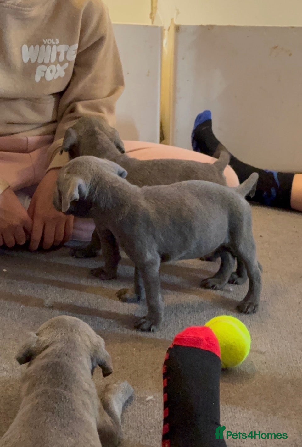 Staffordshire Bull Terrier dogs 6 week old blue staffy pups  - Advert 1