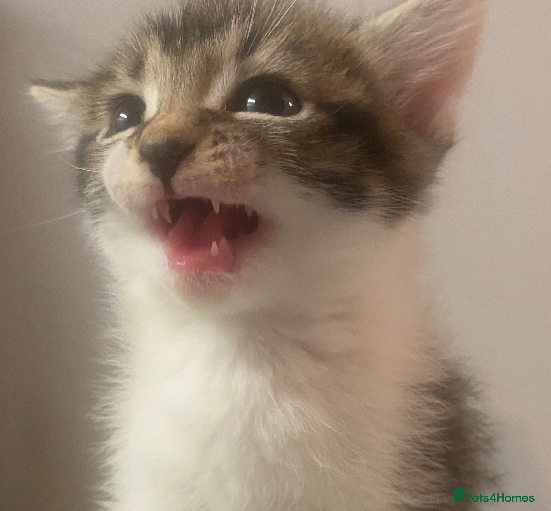 Mixed Breed cats Adorable Maine Coon Mix Kittens 🧡🤎🖤🤍 - Advert 2