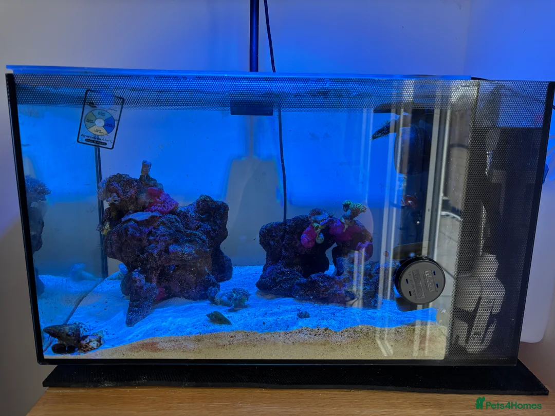 Other/Mixed Breed fish for sale: Fully set up reef tank  in York - Advert 2
