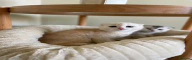 Scottish Fold 1