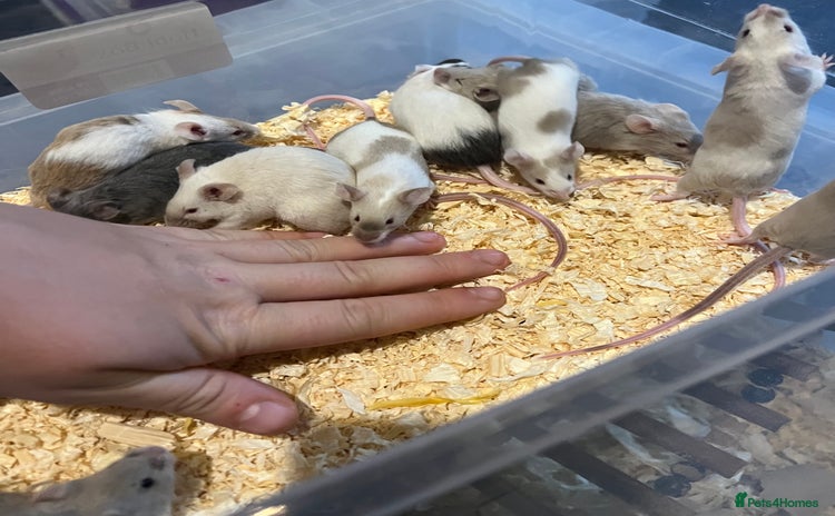 Mouse rodents - Advert 4