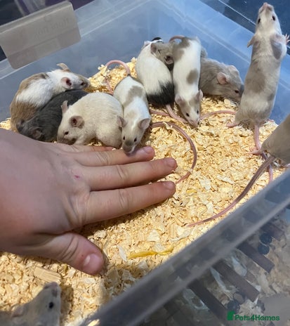 Mouse rodents - Advert 5