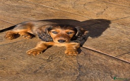 Dachshund dogs for sale: Red long-haired standard dachshund puppies - Image 23