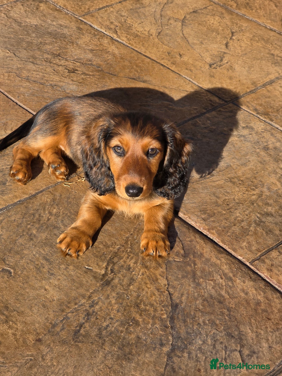 Dachshund dogs for sale: Red long-haired standard dachshund puppies - Image 23