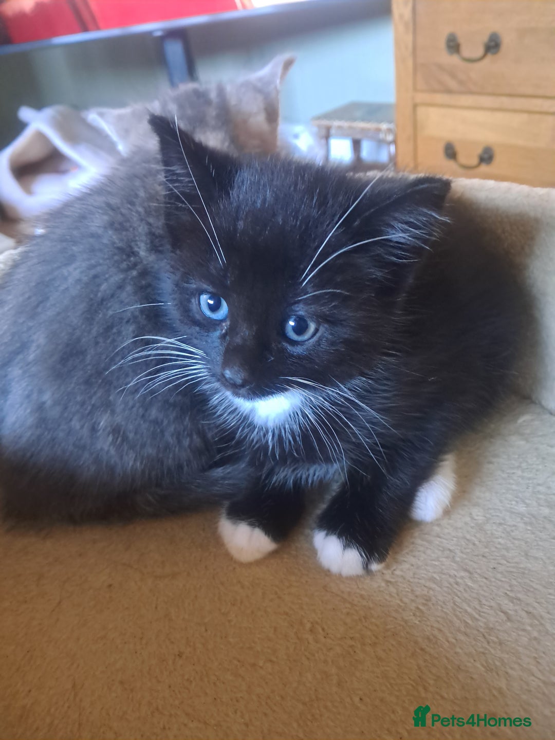 Mixed Breed cats for sale: 3 BEAUTIFUL KITTENS 😸 AVAILABLE  - Advert 31