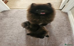 Pomeranian dogs for sale: Pomeranian Boy Pup - Image 4