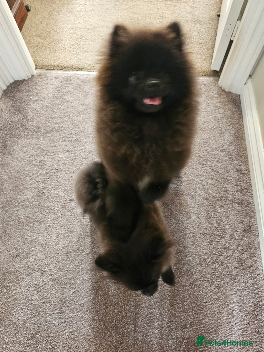 Pomeranian dogs for sale: Pomeranian Boy Pup - Image 4