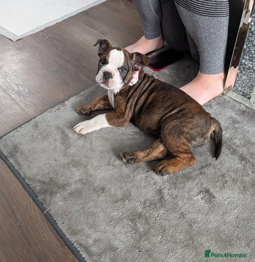 English Bulldog dogs for sale: English bulldog puppy  in Scunthorpe - Advert 3