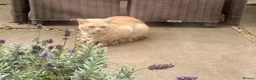 Ragdoll cats for sale: Handsome very affectionate ginger boy kitten  - Advert 12