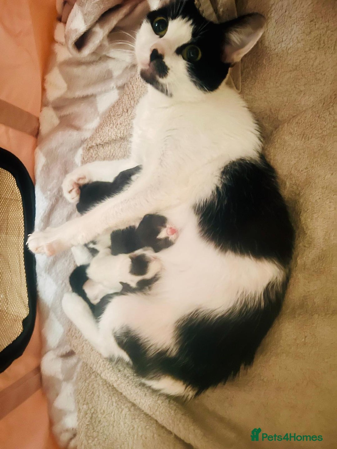 Mixed Breed cats for sale: Beautiful kitten ready to go to new home - Image 1