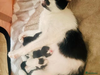 Mixed Breed cats - Advert 16