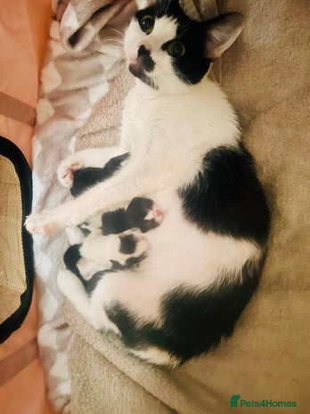 Mixed Breed cats - Advert 1