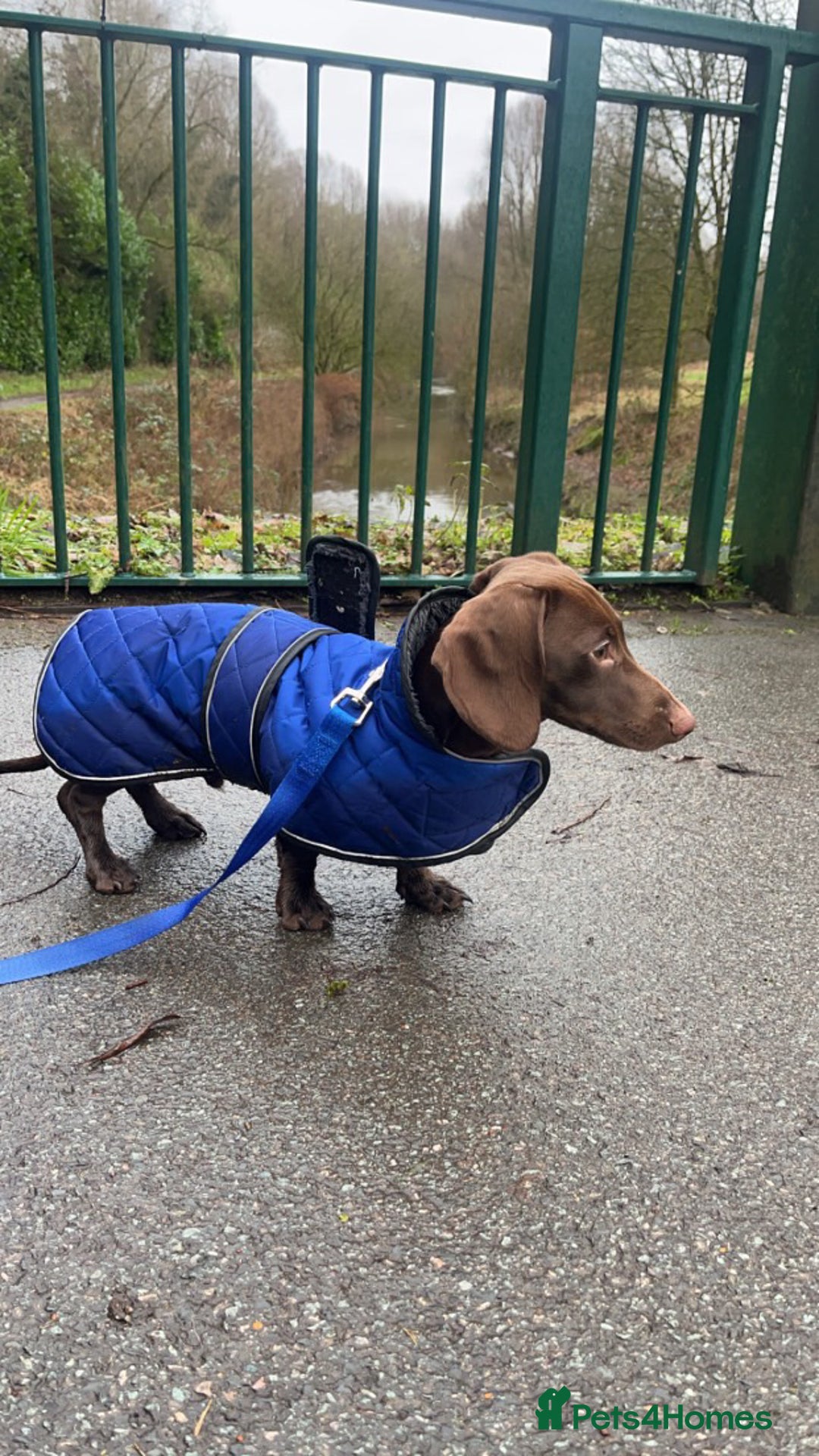 Dachshund dogs for sale: Scout (dachshund puppy)  - Image 1