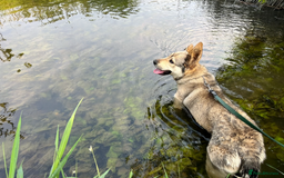 Anatolian Shepherd dogs for sale: Armenian shepherd guard/security dog - Image 3