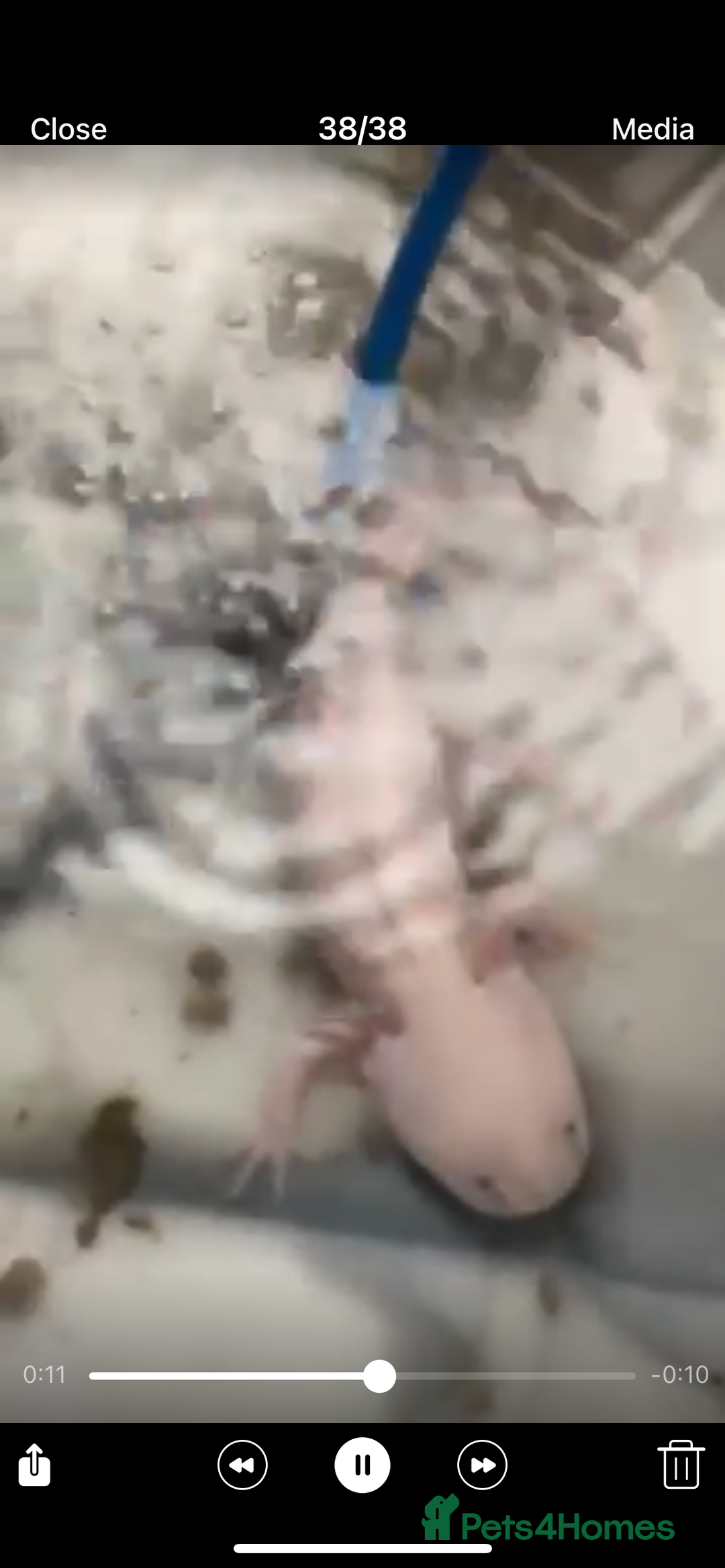 Axolotl reptiles for sale: Baby axolotl for sale - Image 1