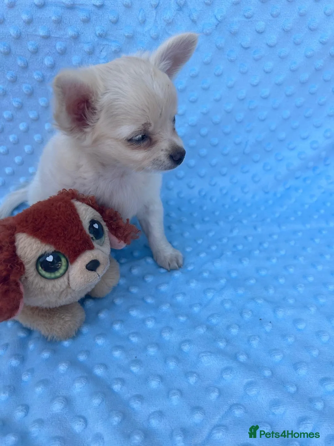 Chihuahua dogs for sale: Chihuahua puppies - Advert 9