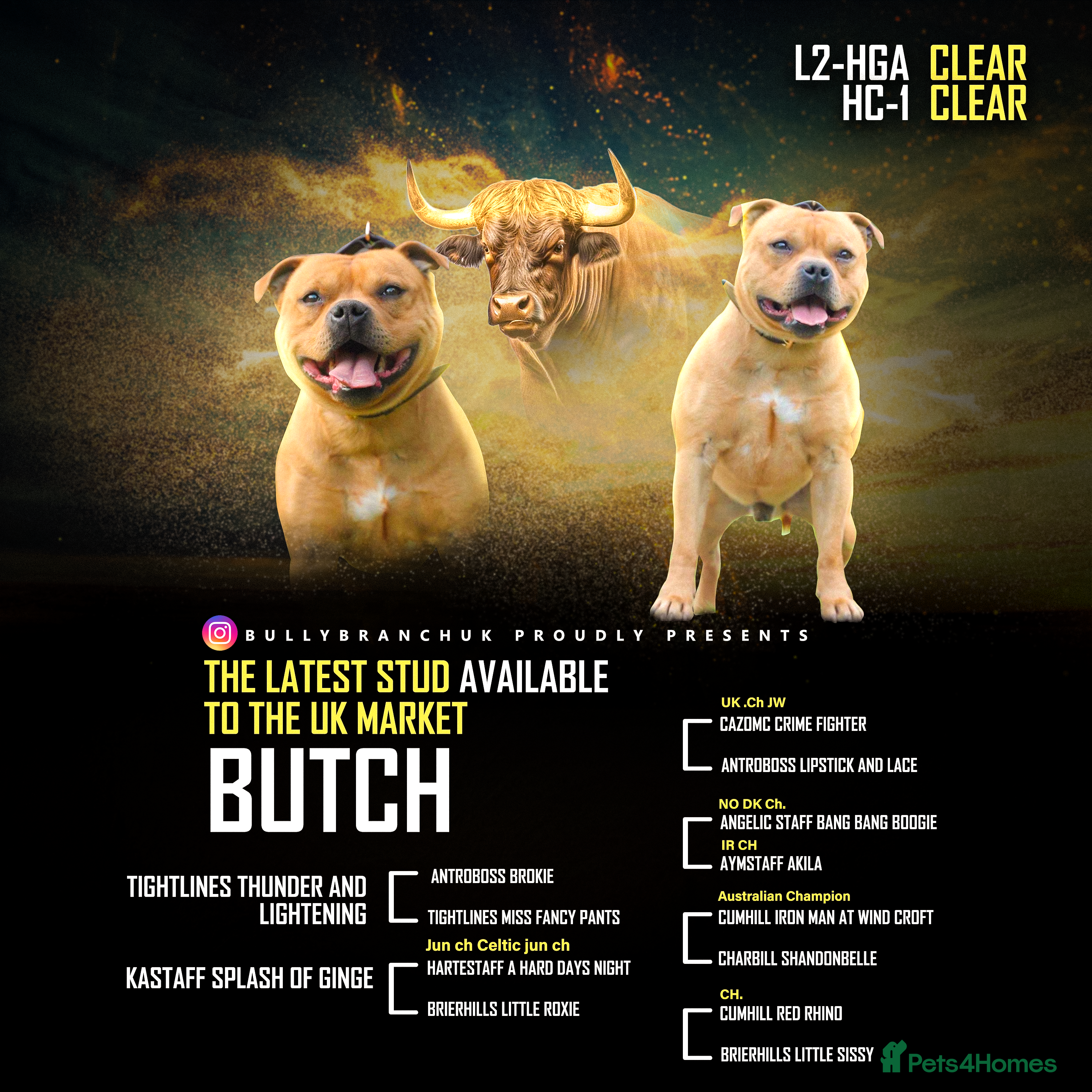 Staffordshire Bull Terrier dogs Exceptional Red Staffordshire Bull Terrier! in Nottingham - Advert 8