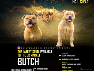 Staffordshire Bull Terrier dogs Exceptional Red Staffordshire Bull Terrier! in Nottingham - Advert 14