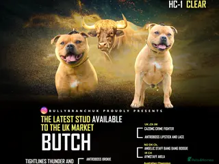 Staffordshire Bull Terrier dogs Exceptional Red Staffordshire Bull Terrier! in Nottingham - Advert 10