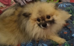 Pomeranian dogs for sale: Pomeranian  - Image 4