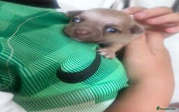 Chihuahua dogs for sale: Beautiful chihuahua puppies - Image 4