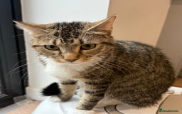 Domestic Shorthair cats for sale: Looking for a Loving Home for Our Two Cats - Advert 3