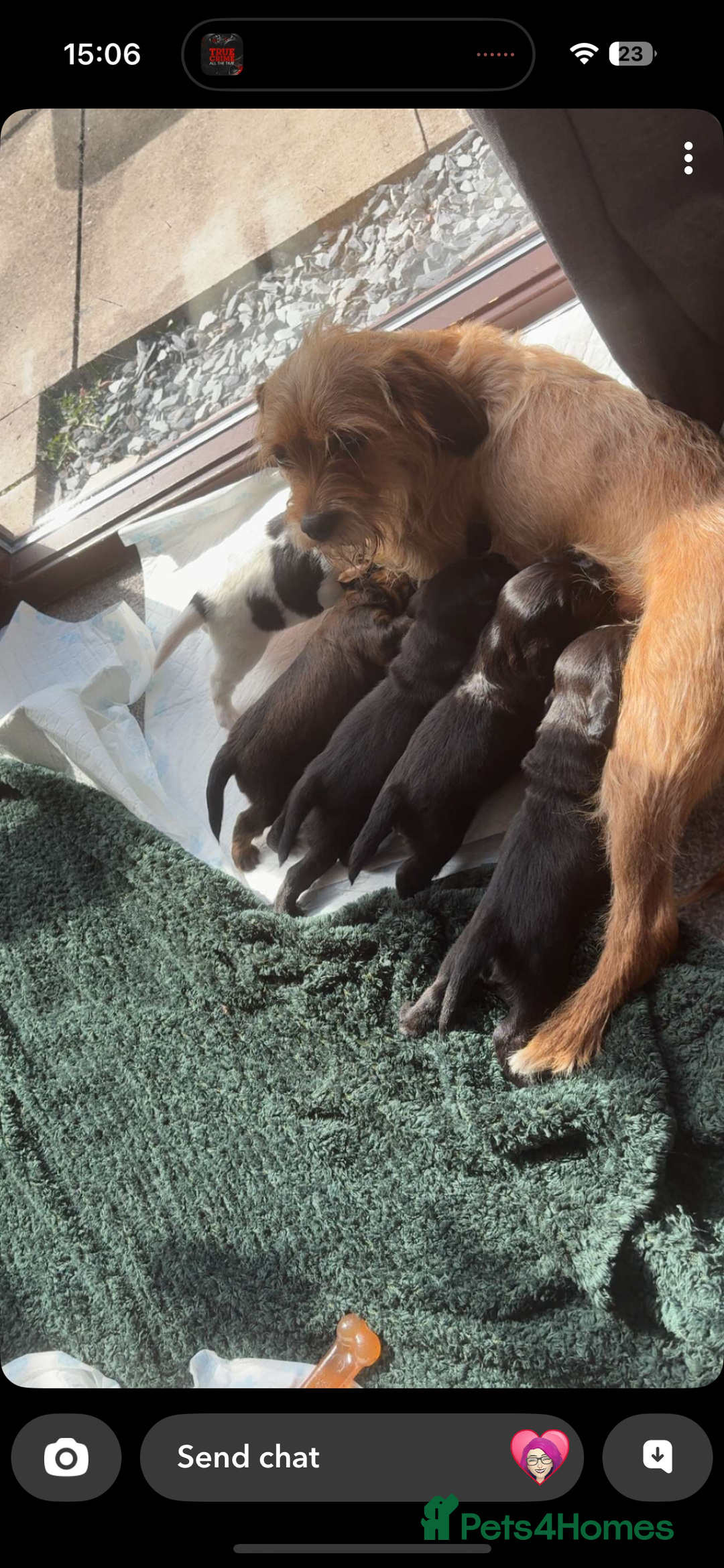 Mixed Breed dogs for sale: 4 male cocker mixes - Image 5