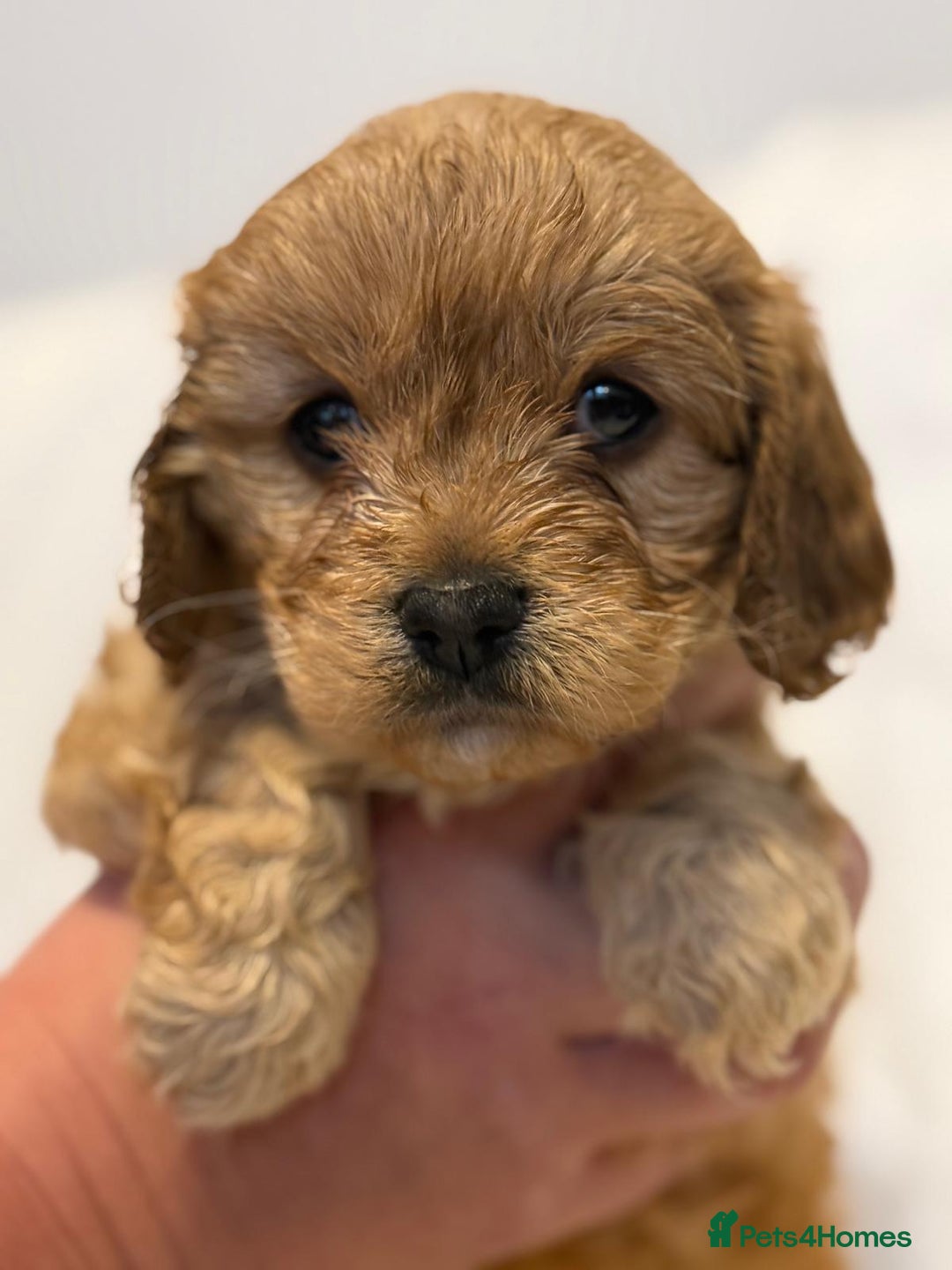 Cavapoo dogs for sale: Beautiful F1 Cavapoos  - Image 16