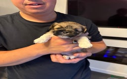 Lhasa Apso dogs for sale: 6 beautiful Lhasa apsos  - Image 33