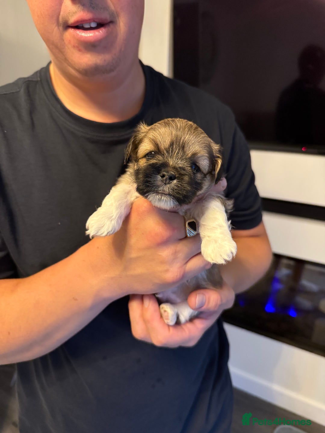 Lhasa Apso dogs for sale: 6 beautiful Lhasa apsos  - Image 33