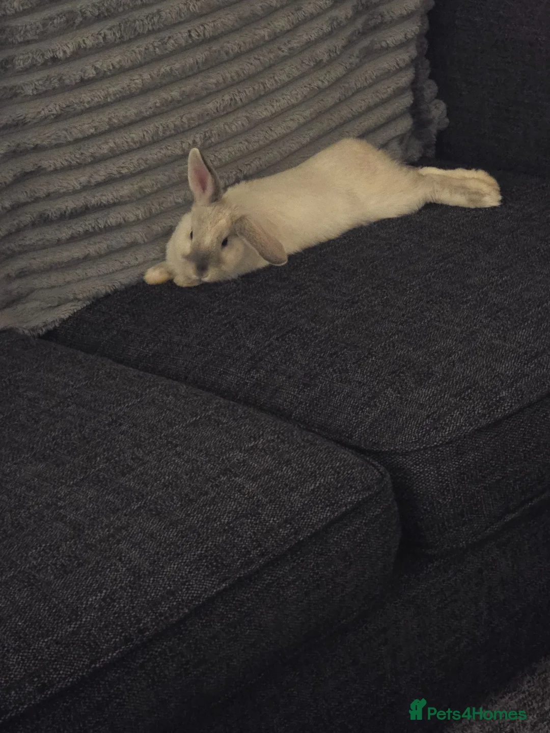 Mixed Breed rabbits for sale: Lop ear × lion head - Advert 4