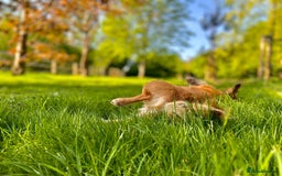 Chorkie dogs for sale: Small Fluffy Chihuahua Mix - Image 3