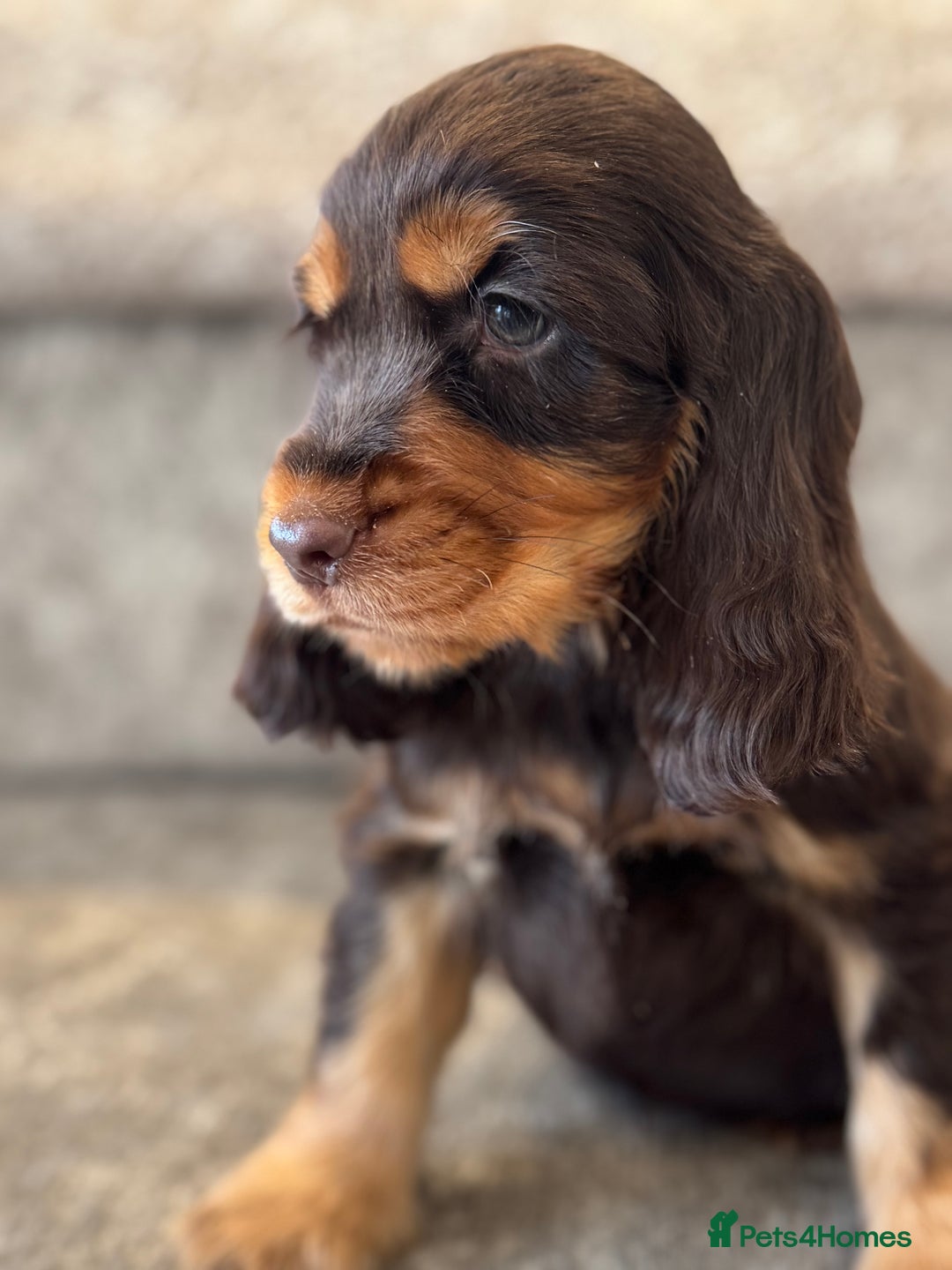 Cocker Spaniel dogs for sale: BEAUTIFUL SHOW TYPE COCKER SPANIELS  - Image 17