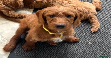 Goldendoodle dogs in Brough - Advert 2