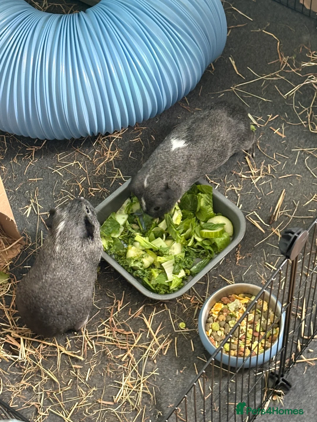 Guinea Pig rodents for sale: 2 male guinea pigs with cage/s!  in Sidcup - Advert 5