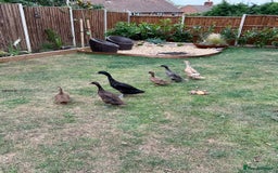 Ducks poultry for sale: 4 Indian Runners, 2 Khaki Campbells - Image 2