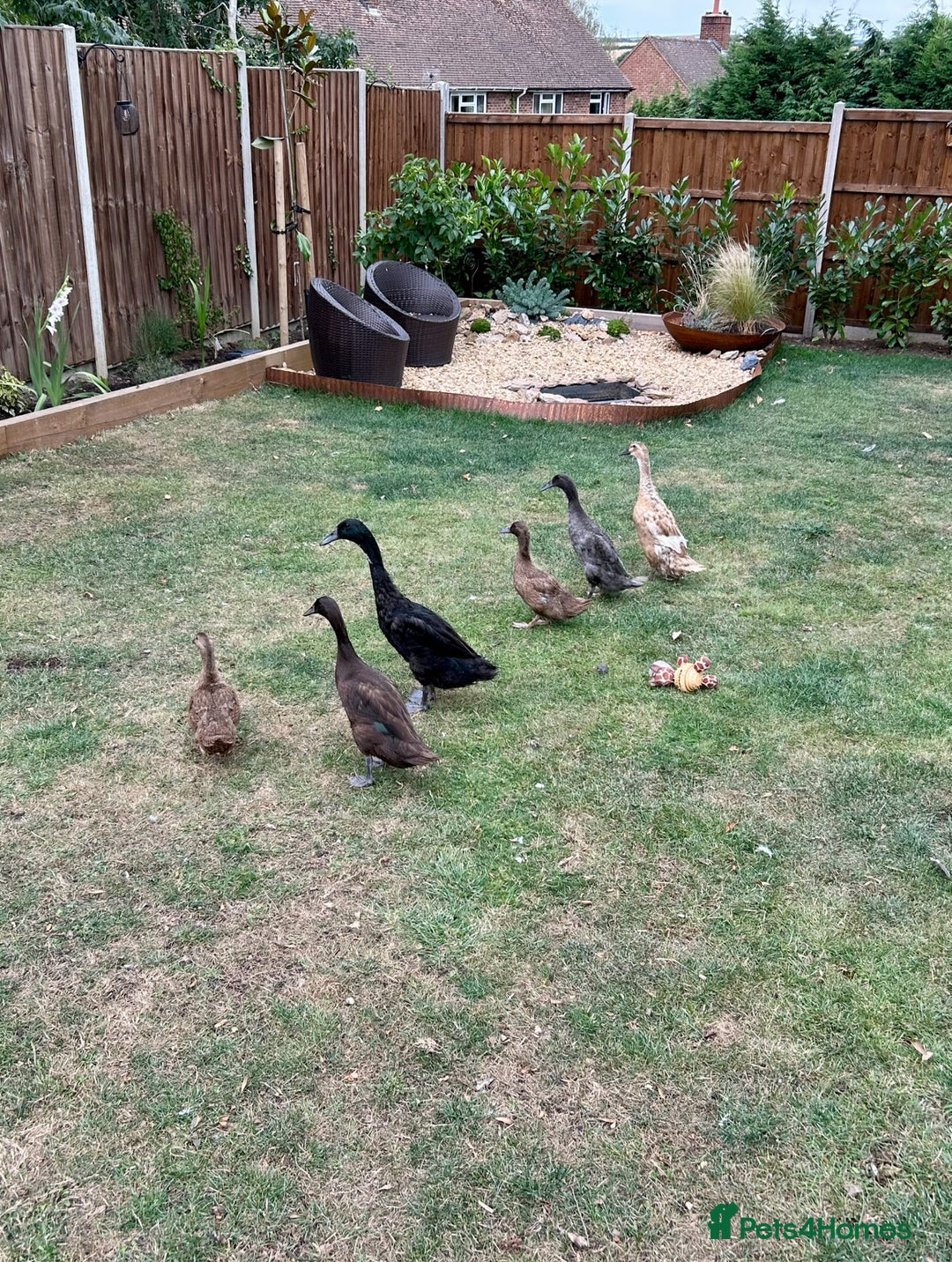 Ducks poultry for sale: 4 Indian Runners, 2 Khaki Campbells - Image 2
